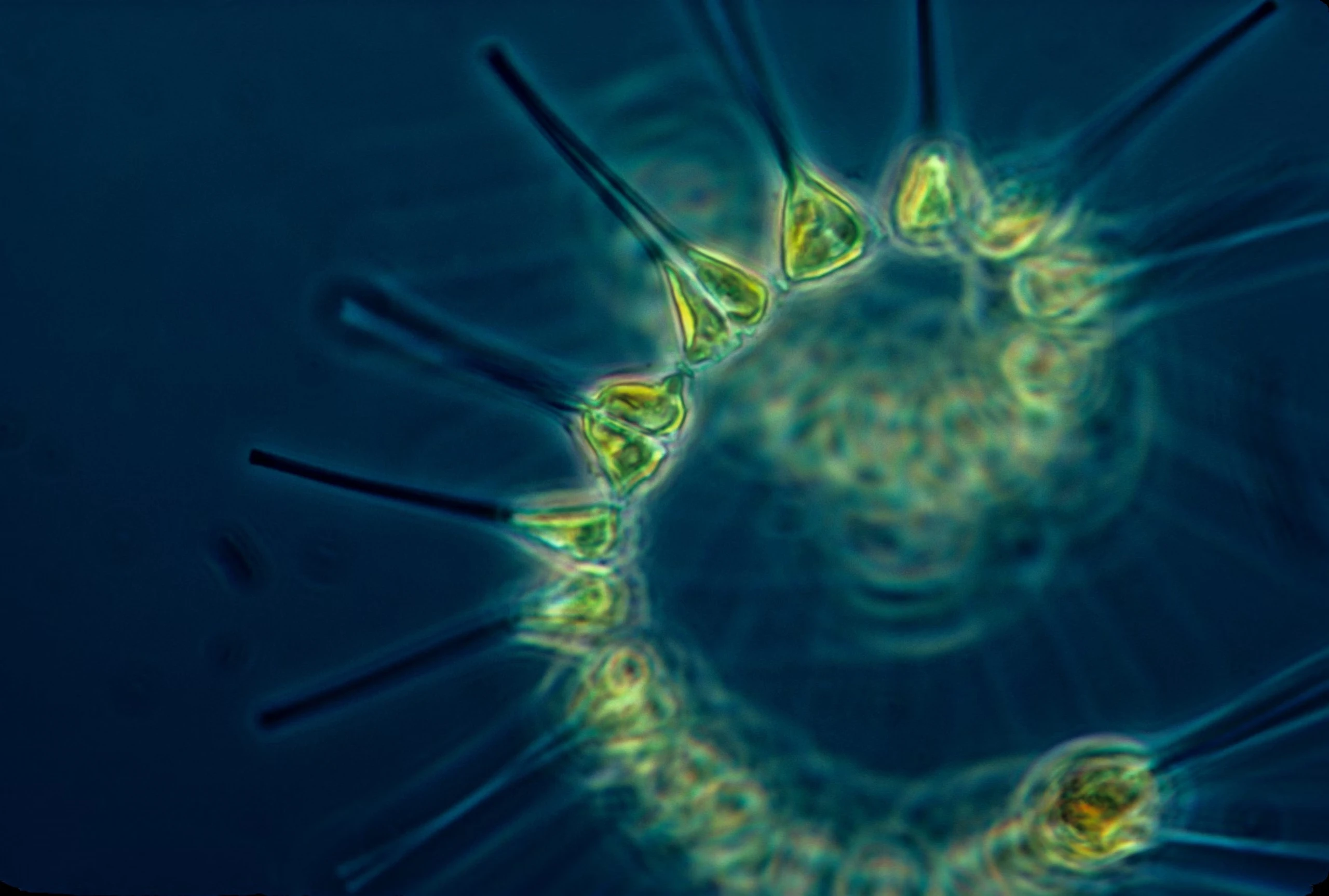 Microscopic marine organisms